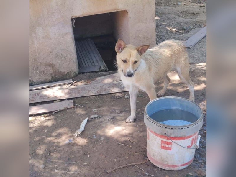 AFRICA-eine Herzensbrecherin auf Samtpfoten auf der Suche nach liebevollem Zuhause