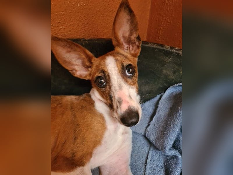 Bezaubernde FANI- kleine, zarte Fee sucht ihr liebevolles "Für-immer-Zuhause