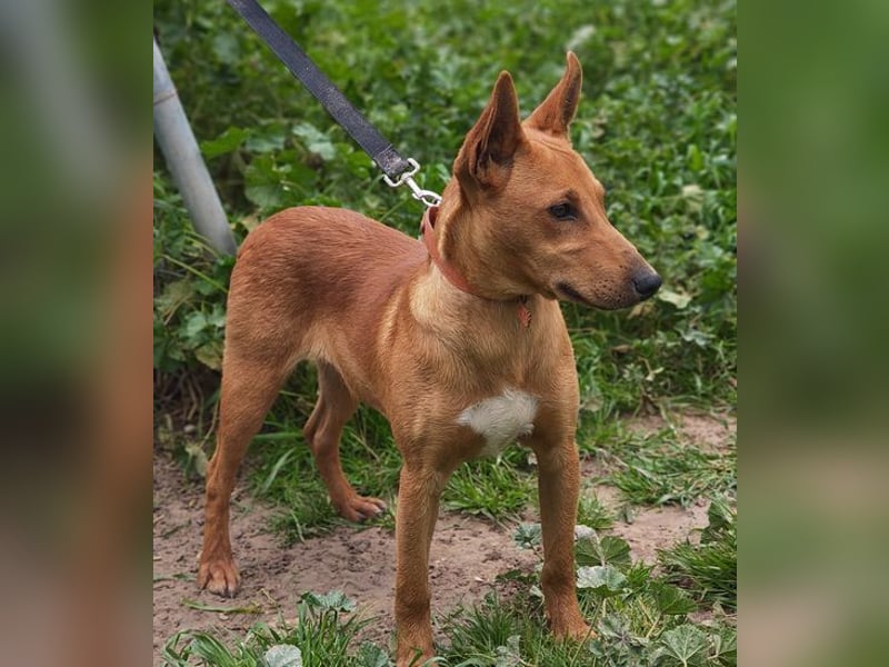 POLLOCK-verschmuster, anhänglicher, liebevoller Bub sucht sehnsüchtig liebevolles Zuhause
