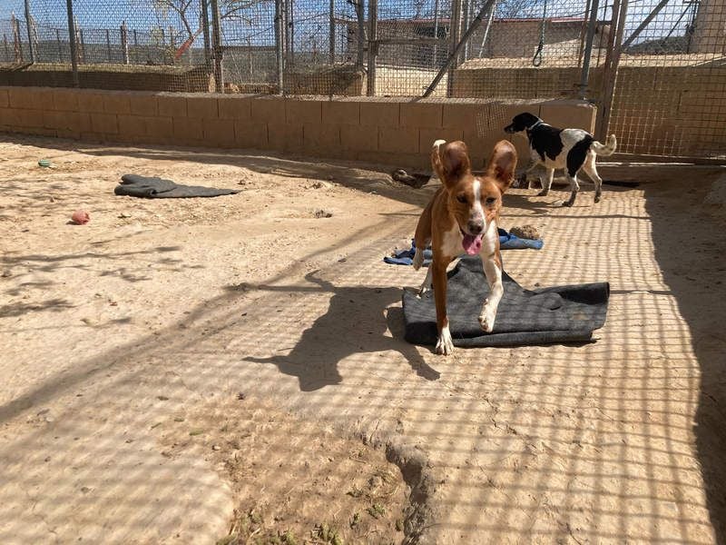 CANELA-jung, dynamisch, verschmust und auf der Suche nach leibevollem Für-immer-Zuhause