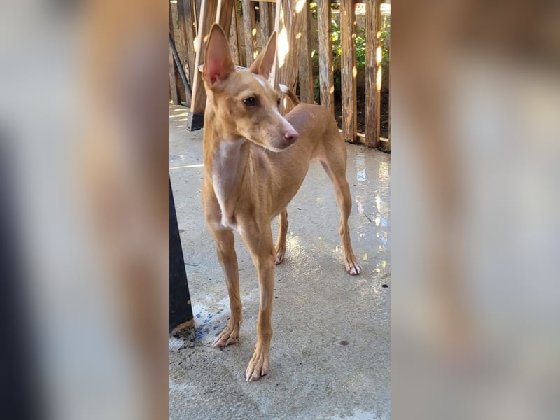 ELSA-liebevolles, zärtliches, kontaktfreudiges Mädchen sucht liebevolles Für-immer-Zuhause