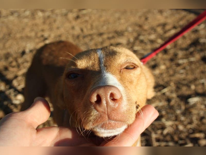 ARIEL-wunderschöne kleine Traumpodenca, sucht ihr liebevolle Zuhause