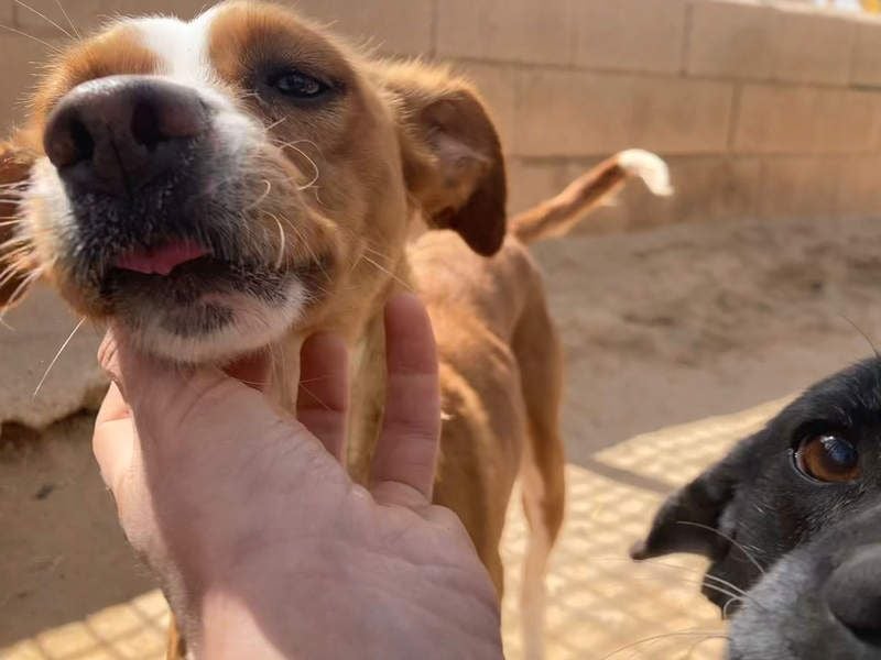 CANELA-jung, dynamisch, verschmust und auf der Suche nach leibevollem Für-immer-Zuhause