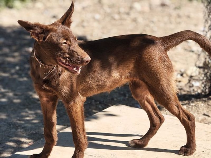 Zuckersüße TIFFANY-sucht liebevolles Für-immer-Zuhause