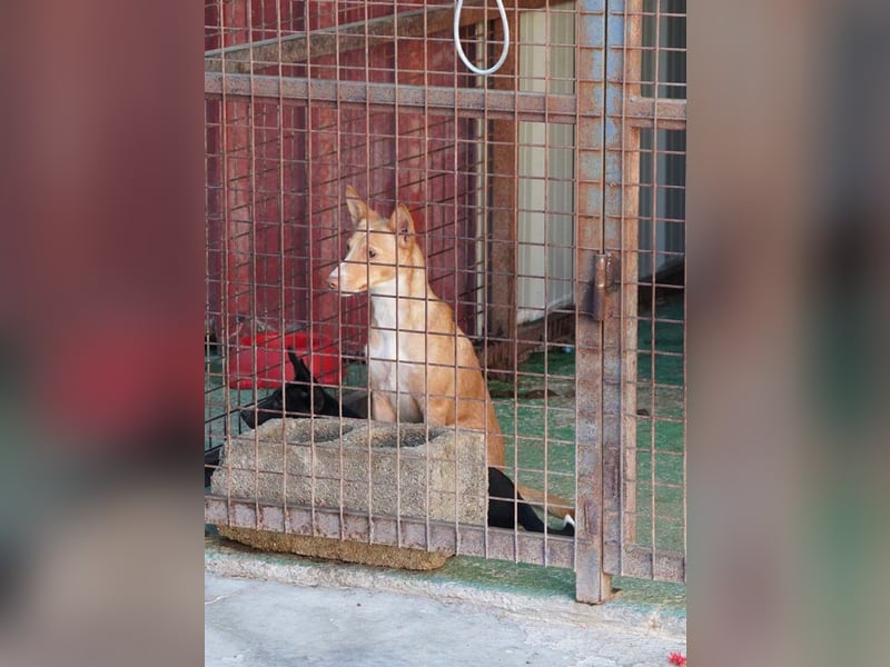 CANELO- wartet in 83146 Surheim auf liebevolles Zuhause