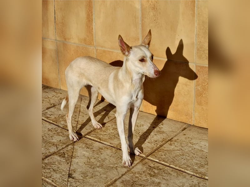 ARENA-sehr liebes, zartes, schüchternes Mädchen wartet auf ihre liebevolle Familie