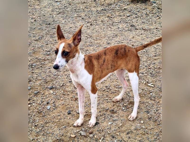 Bezaubernde FANI- kleine, zarte Fee sucht ihr liebevolles "Für-immer-Zuhause