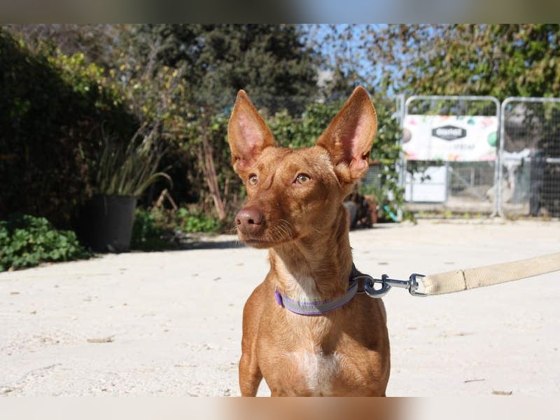 INMA-braucht dringend eine Familie der sie für den Rest ihres Lebens vertrauen kann