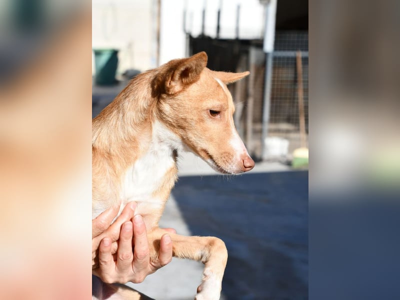 CANELO- wartet in 83146 Surheim auf liebevolles Zuhause