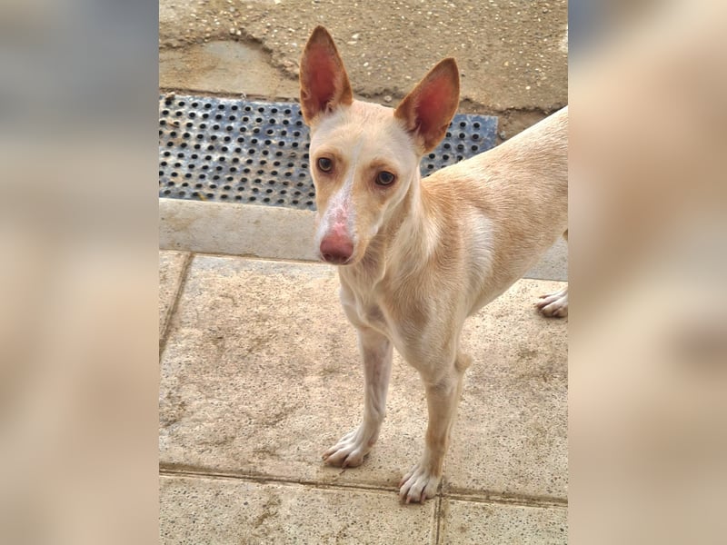 ARENA-sehr liebes, zartes, schüchternes Mädchen wartet auf ihre liebevolle Familie