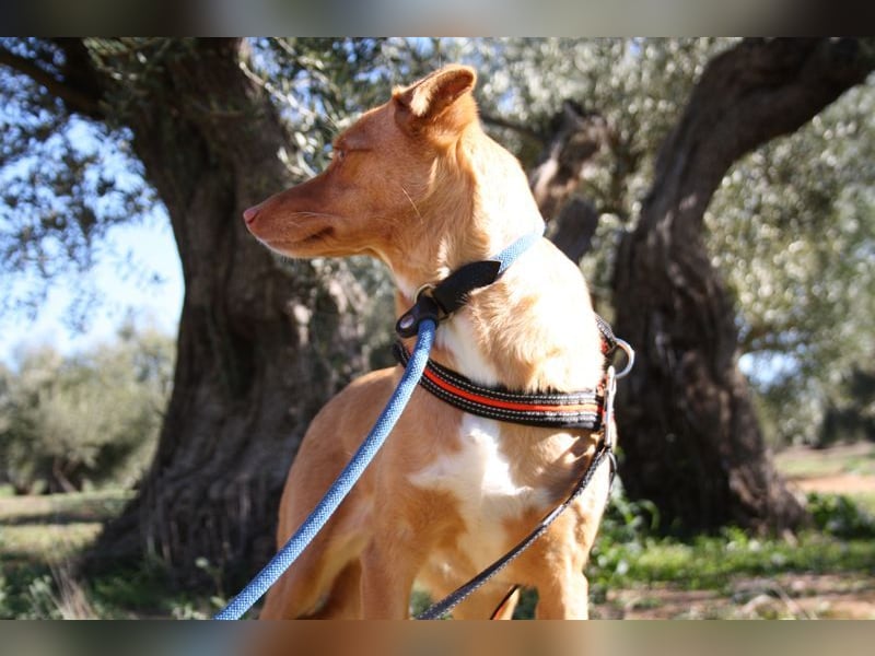 CAMPEONA-aus Tötung gerettet wartet sie auf liebevolles "Für-immer-Zuhause"