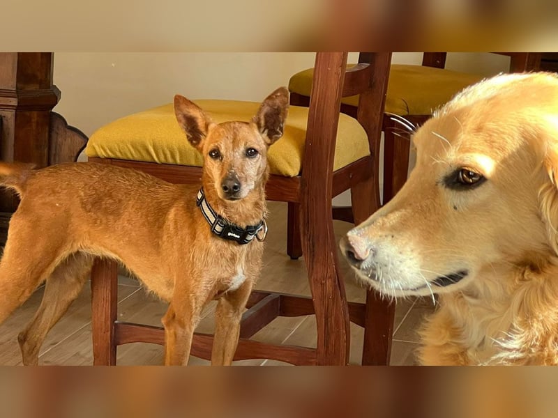 VIKTORIA-verschmust, liebevoll, unaufgeregt, läuft vorbildlich an der Leine-sucht Zuhause