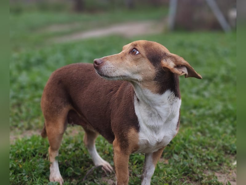 NAYA-braucht dringend wieder eine liebevolle, aktive Familie. Sie ist