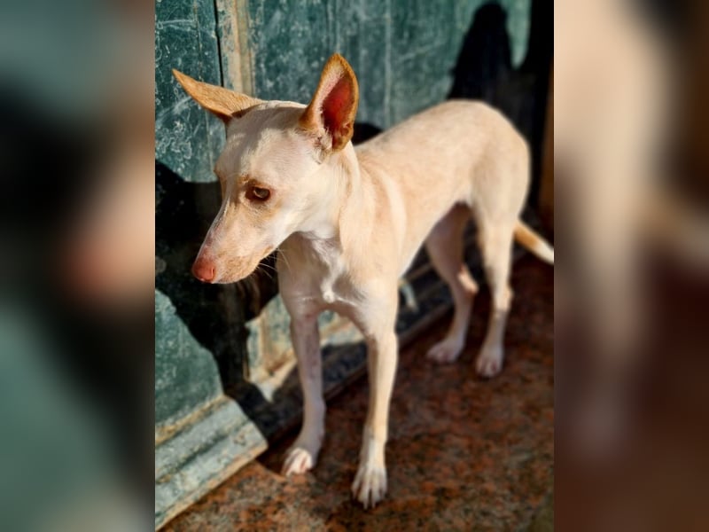 ARENA-sehr liebes, zartes, schüchternes Mädchen wartet auf ihre liebevolle Familie