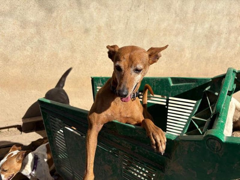 ZUMA-liebevoller Podenco mit großem Herz sucht sein Zuhause für immer
