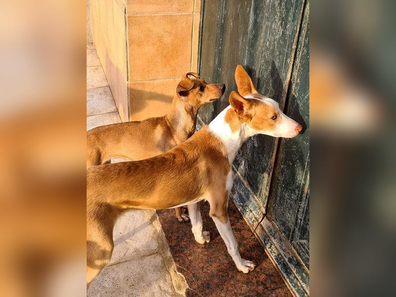 CANELA.fröhliches, lebensbeahendes, verschmustes Mädchen sucht ihr Für-Immer-Zuhause