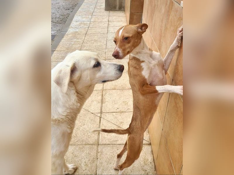 Zuckersüße FRIDA wartet sehnsüchtig auf ihr liebevolles Für-immer-Zuhause