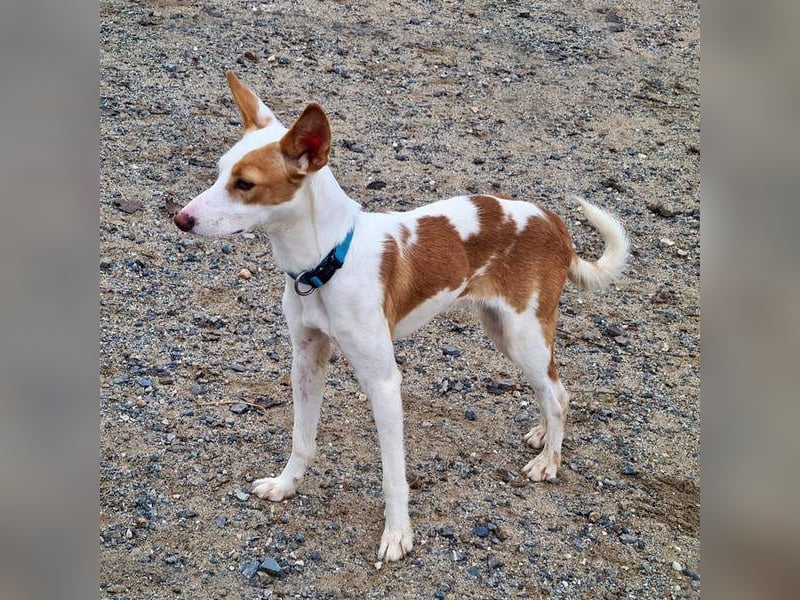 Zuckersüßer DEXTER-sanfter, zärtlicher, sensibel, neugierig, verspielte Bub sucht  Für-immer-Zuhause