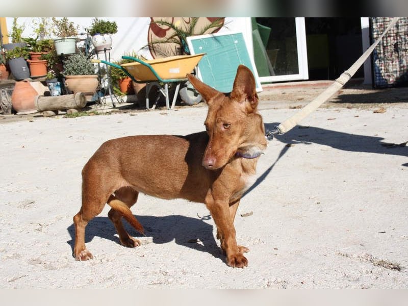 INMA-braucht dringend eine Familie der sie für den Rest ihres Lebens vertrauen kann