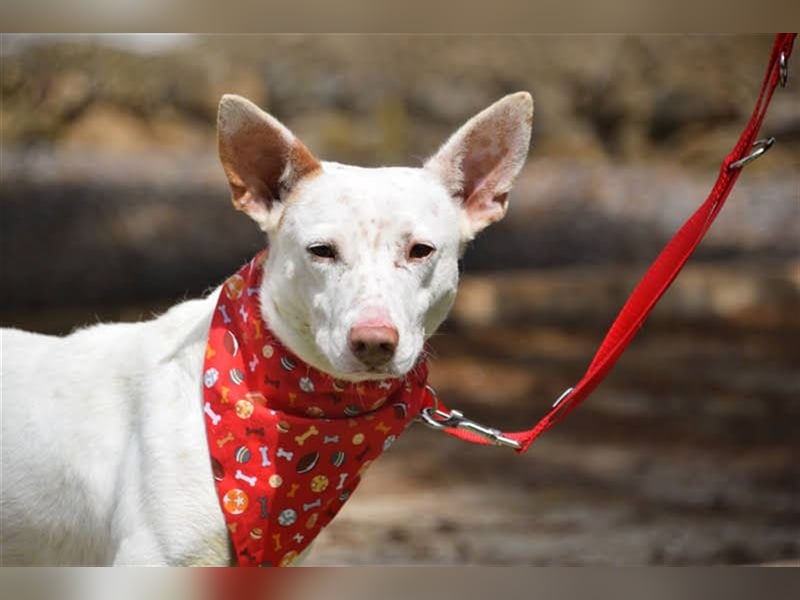 Ruhiger COPY-sehnt sich noch einmal nach einem liebevollen Zuhause