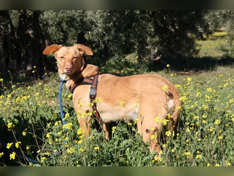 CAMPEONA-aus Tötung gerettet wartet sie auf liebevolles "Für-immer-Zuhause"