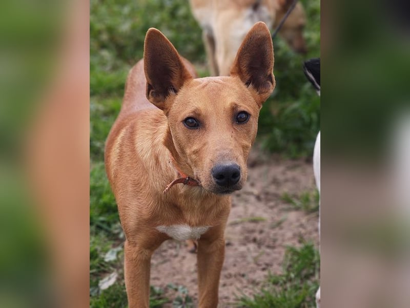 POLLOCK-verschmuster, anhänglicher, liebevoller Bub sucht sehnsüchtig liebevolles Zuhause