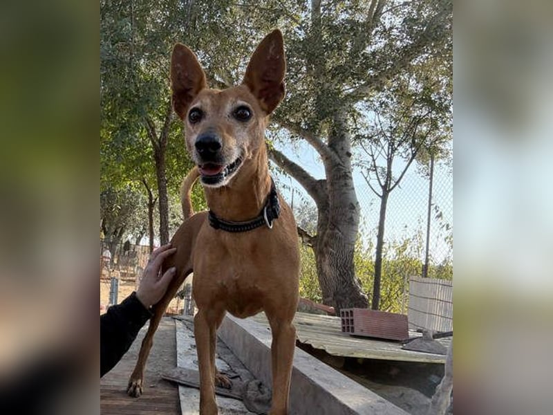ZUMA-liebevoller Podenco mit großem Herz sucht sein Zuhause für immer