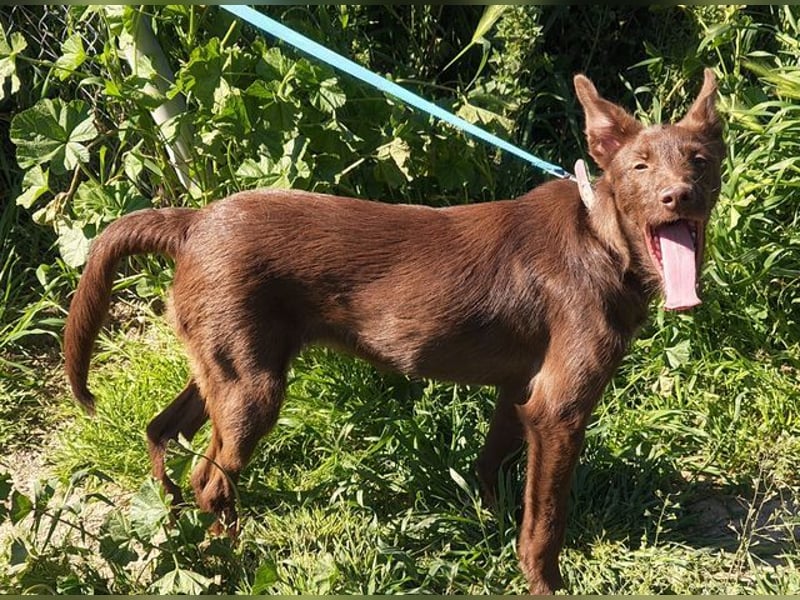 Zuckersüße TIFFANY-sucht liebevolles Für-immer-Zuhause