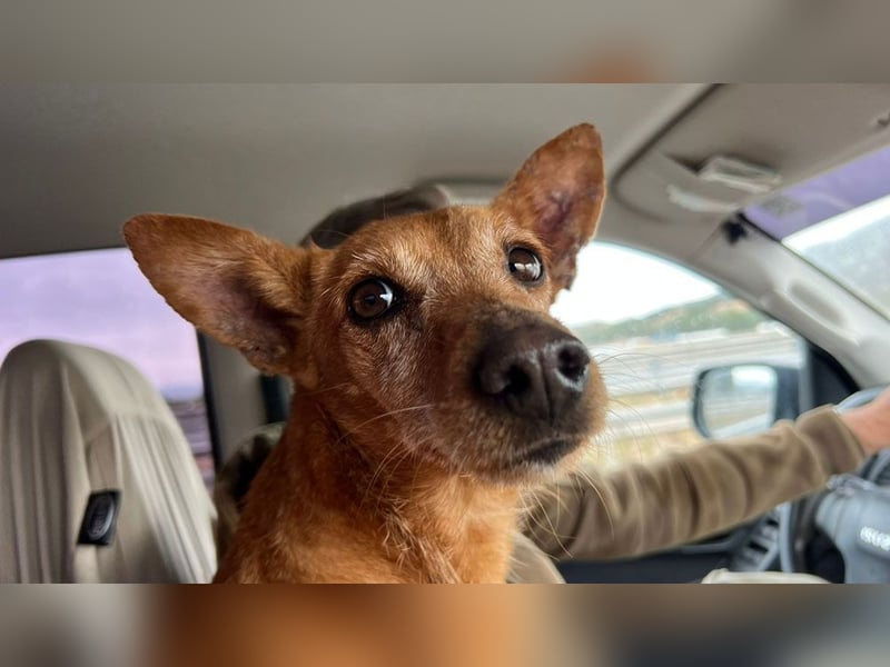 VIKTORIA-verschmust, liebevoll, unaufgeregt, läuft vorbildlich an der Leine-sucht Zuhause