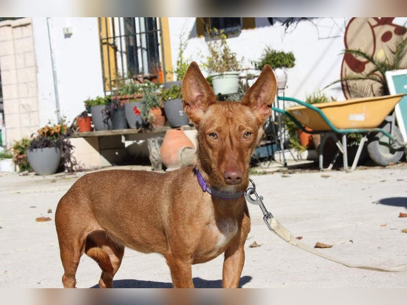 INMA-braucht dringend eine Familie der sie für den Rest ihres Lebens vertrauen kann