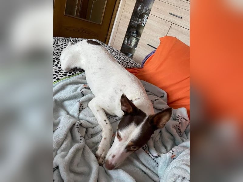 LUCY-wartet in 76756 Bellheim-sanfte Seele mit großem Herzen sucht liebeolles Für-immer-Zuhause