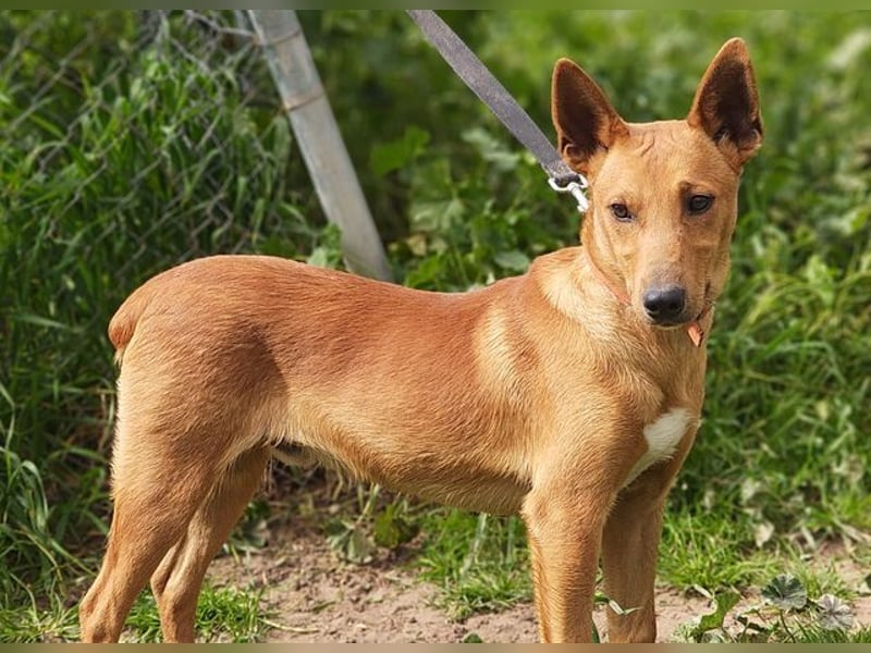POLLOCK-verschmuster, anhänglicher, liebevoller Bub sucht sehnsüchtig liebevolles Zuhause