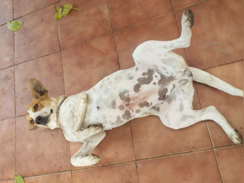 SARA-sanfte Seele mit großem Vertrauen sucht ihr Für-immer-Zuhause