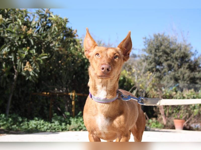 INMA-braucht dringend eine Familie der sie für den Rest ihres Lebens vertrauen kann