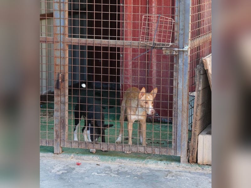 CANELO- wartet in 83146 Surheim auf liebevolles Zuhause