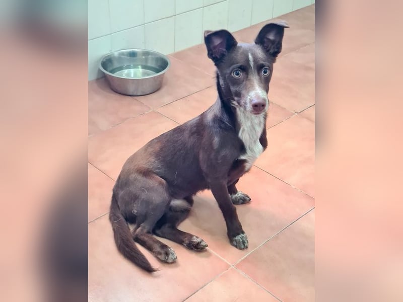 LANDO-freundlicher, fröhlicher, sanfter Bub sucht sein liebevolles Für-immer-Zuhause