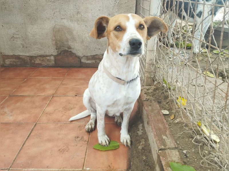 SARA-sanfte Seele mit großem Vertrauen sucht ihr Für-immer-Zuhause