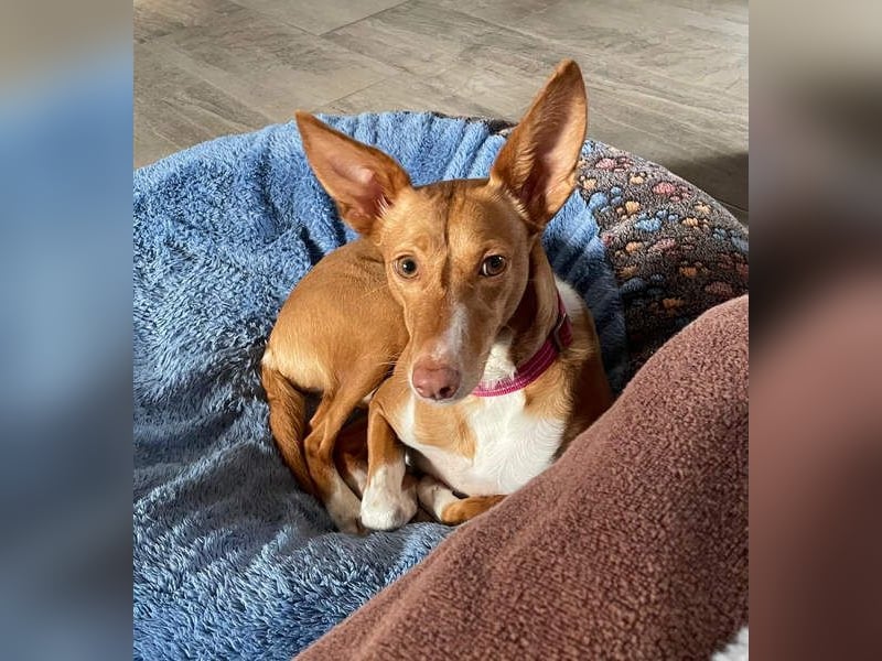 ZOEY-wartet sehnsüchtig auf Pflegestelle in 76756 Bellheim auf ihr Für-immer-Zuhause, gerne mit Lucy