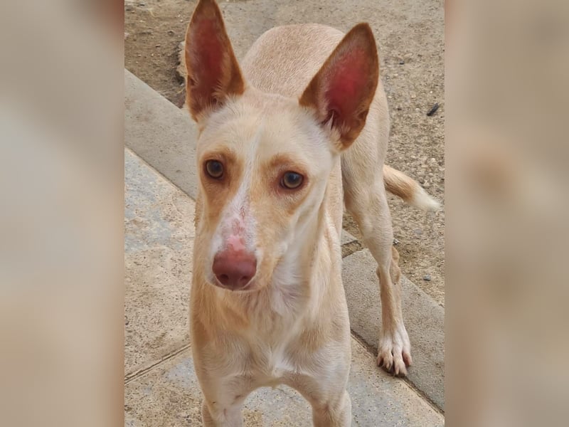 ARENA-sehr liebes, zartes, schüchternes Mädchen wartet auf ihre liebevolle Familie