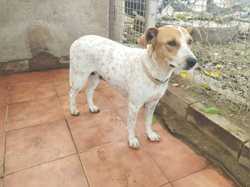 SARA-sanfte Seele mit großem Vertrauen sucht ihr Für-immer-Zuhause