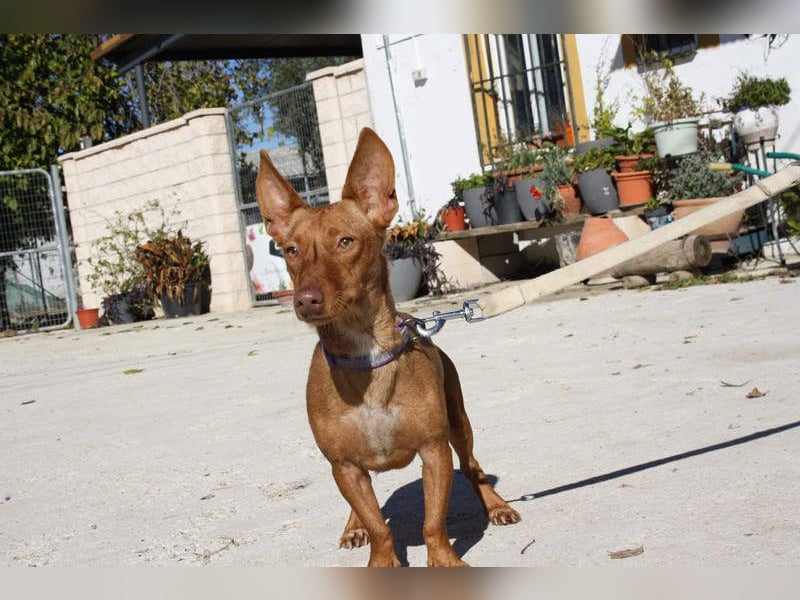 INMA-braucht dringend eine Familie der sie für den Rest ihres Lebens vertrauen kann