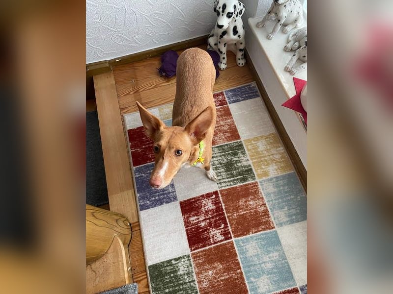 ZOEY-wartet sehnsüchtig auf Pflegestelle in 76756 Bellheim auf ihr Für-immer-Zuhause, gerne mit Lucy