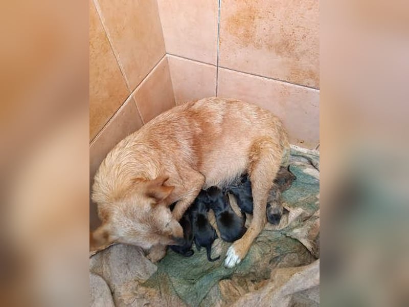 ARIZONA- ein zartes Seelchen sucht liebevolle, fürsorgliche Für-immer-Familie