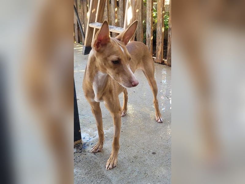 ELSA-liebevolles, zärtliches, kontaktfreudiges Mädchen sucht liebevolles Für-immer-Zuhause