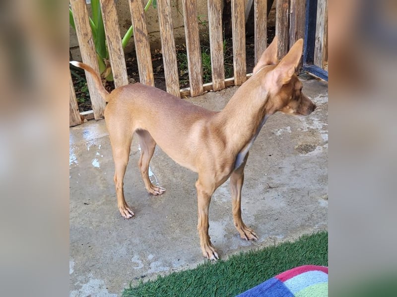ELSA-liebevolles, zärtliches, kontaktfreudiges Mädchen sucht liebevolles Für-immer-Zuhause