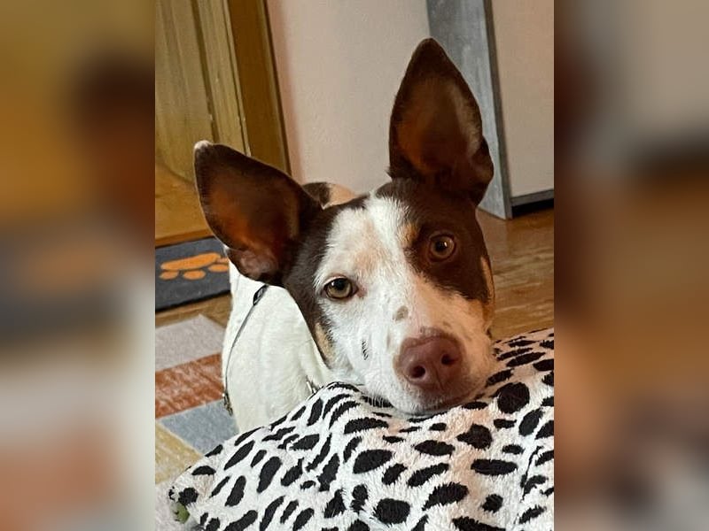 LUCY-wartet in 76756 Bellheim-sanfte Seele mit großem Herzen sucht liebeolles Für-immer-Zuhause