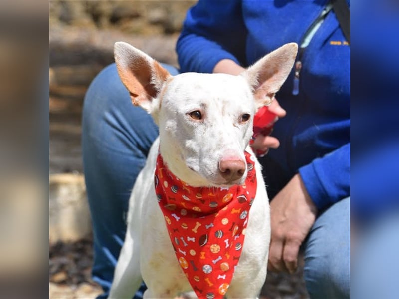 Ruhiger COPY-sehnt sich noch einmal nach einem liebevollen Zuhause