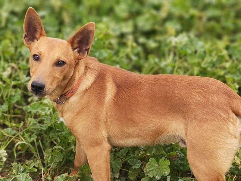 POLLOCK-verschmuster, anhänglicher, liebevoller Bub sucht sehnsüchtig liebevolles Zuhause