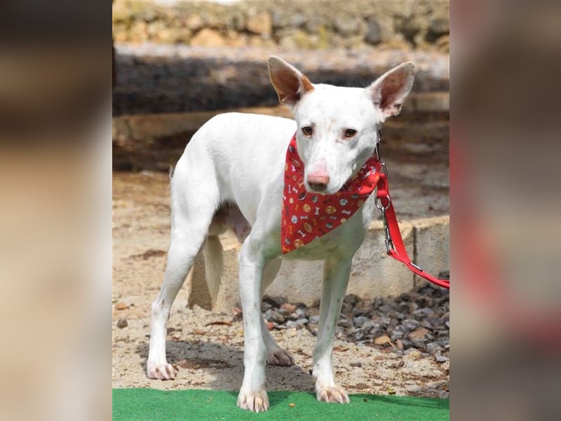 Ruhiger COPY-sehnt sich noch einmal nach einem liebevollen Zuhause