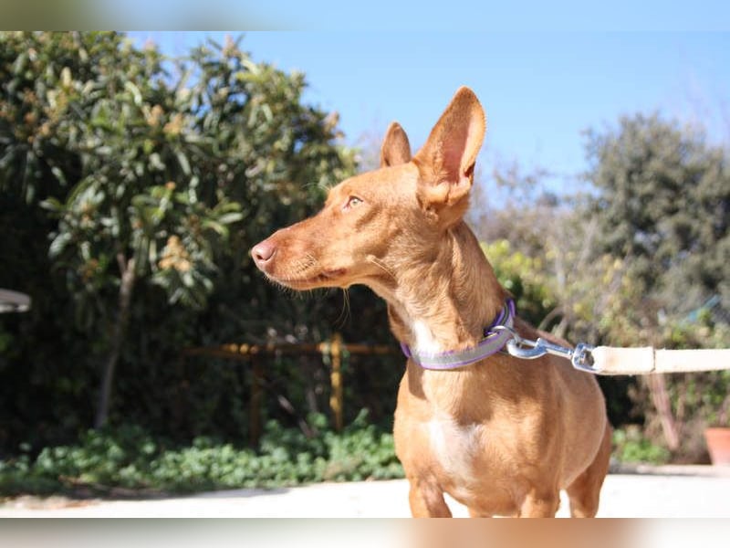 INMA-braucht dringend eine Familie der sie für den Rest ihres Lebens vertrauen kann